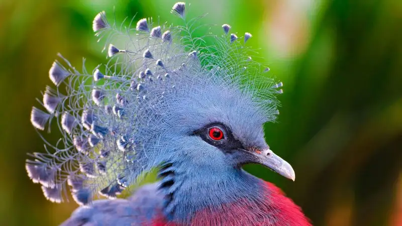 awesome-colorful-birds-high-definition-wallpaper.webp
