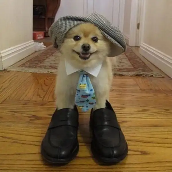 ayakkabı-giyen-köpek.webp