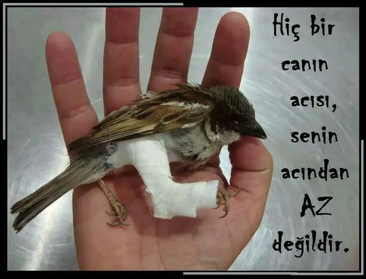az.webp