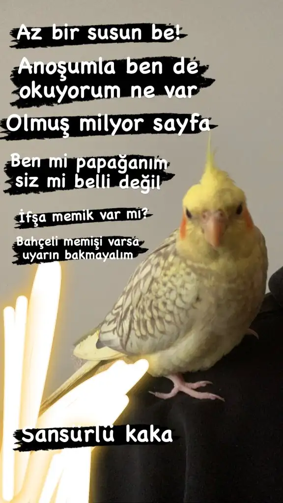 B0B7B513-241F-4B2F-9FCF-D5AD856BB847.webp