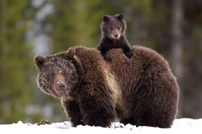 b34ed228d0ab4446b0a5d44cd229ec2a.jpeg.700x0_q85_autocrop_crop-smart_upscale.webp