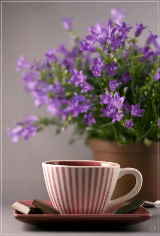 b654237dd06fd4450ebcc16fb48f8132.webp