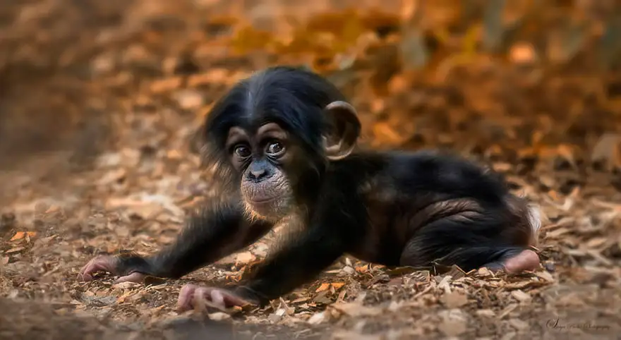 baby-chimpanzee__880.webp