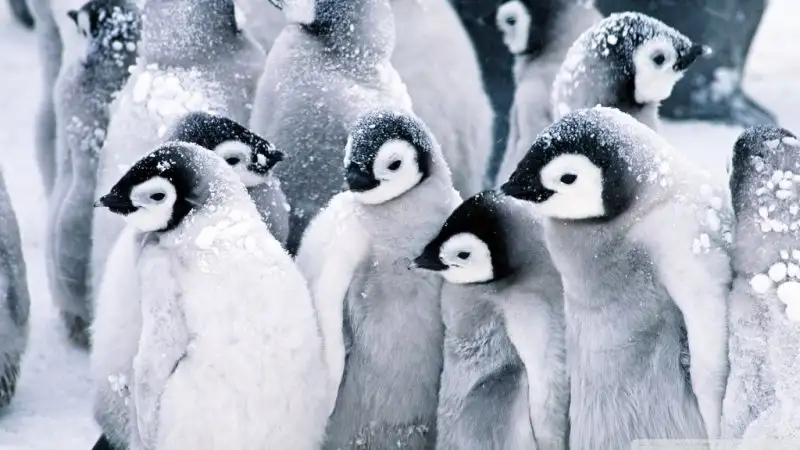 baby_penguins-wallpaper-1024x576.webp