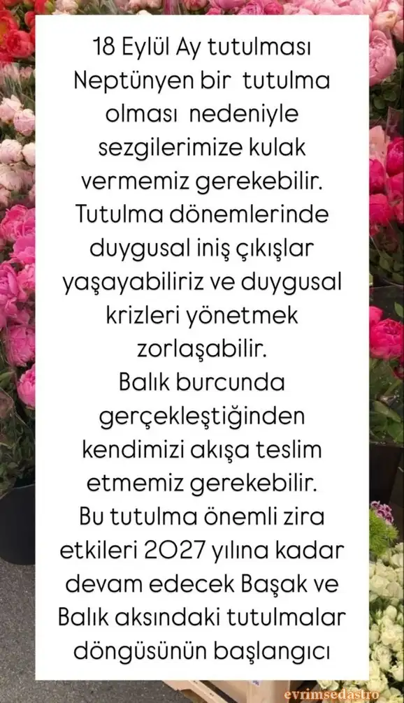 bal5.webp