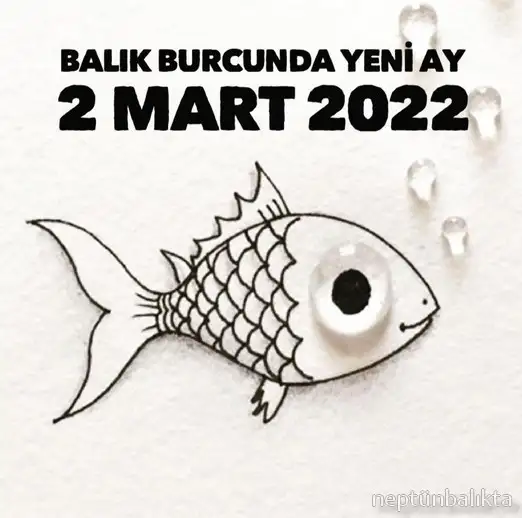balık yeniayı 2 (1).webp