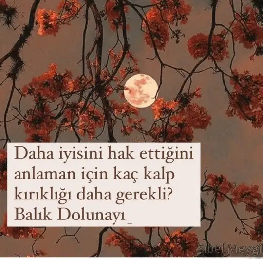 balık0.webp