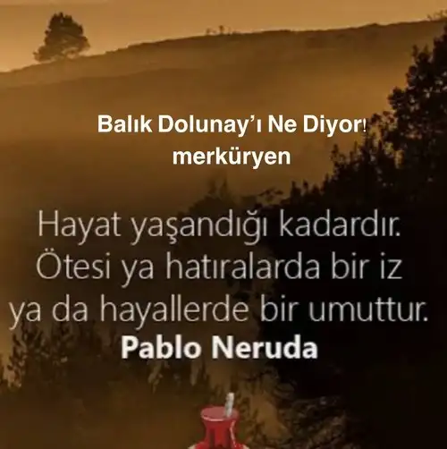 balık1.webp