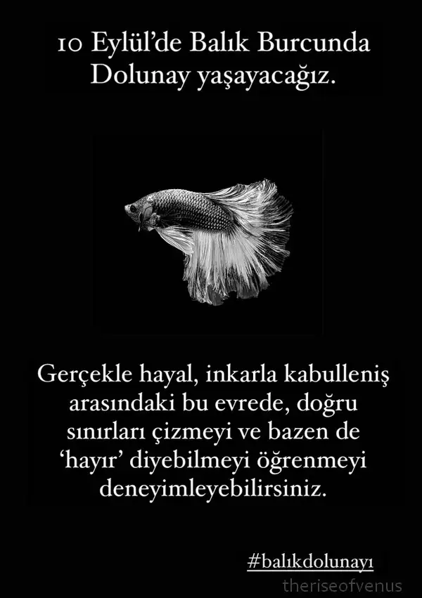 balık13.webp