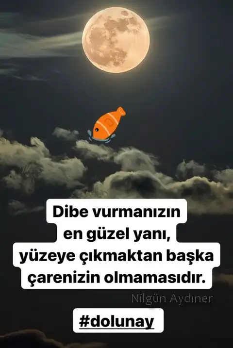balık24.webp