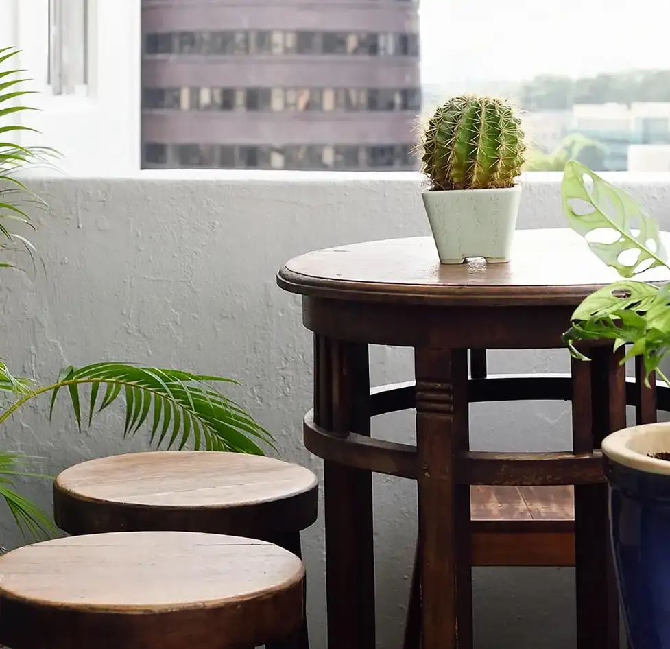 balkon_kaktus_cicek_dekoru.webp