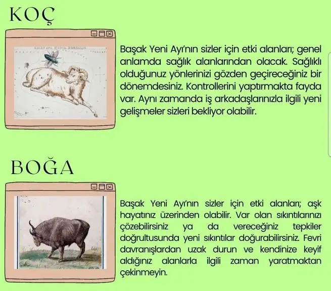 başak21 (3).webp