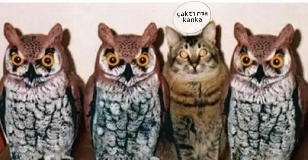 baykuÅŸ kedi Ã§aktÄ±rma kanka.webp