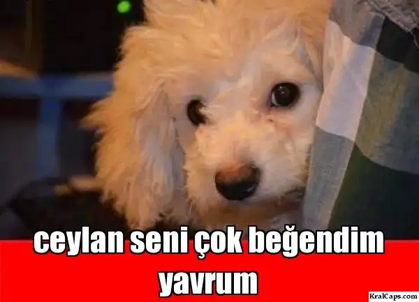 bct7en.webp