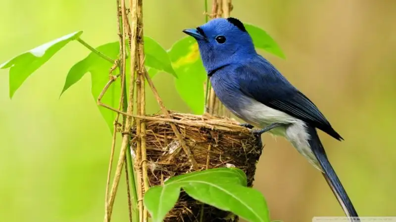 beautiful_blue_bird-wallpaper-1024x576.webp
