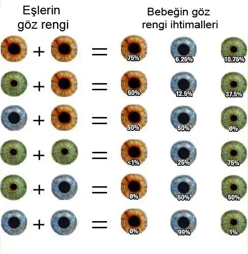 bebek-göz-rengi-tahmini.webp