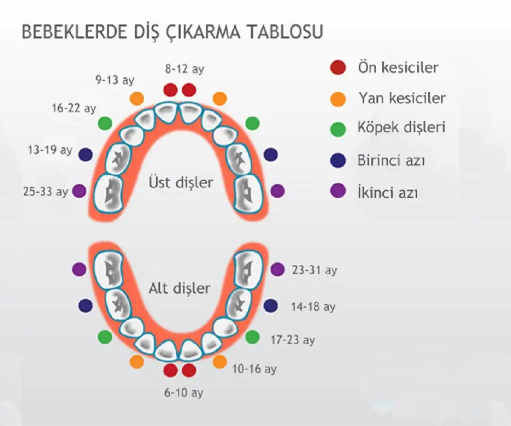 bebeklerde-diş-çıkarma-sırası-resimli.webp