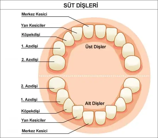 bebeklerde_dis.webp