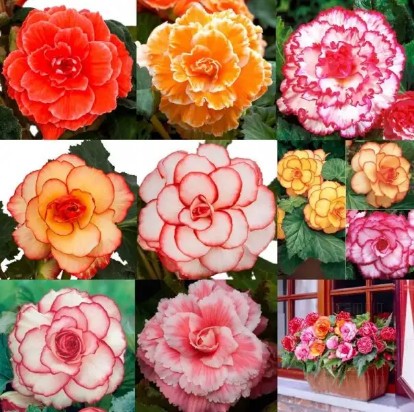 begonia-picotee-mix-2x.webp