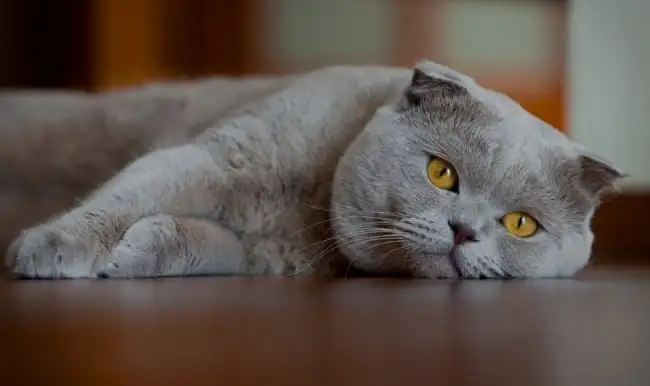 belediye_baskani_adayi_olan_kedi_rakiplerini_gecti_1451735989_8946.webp
