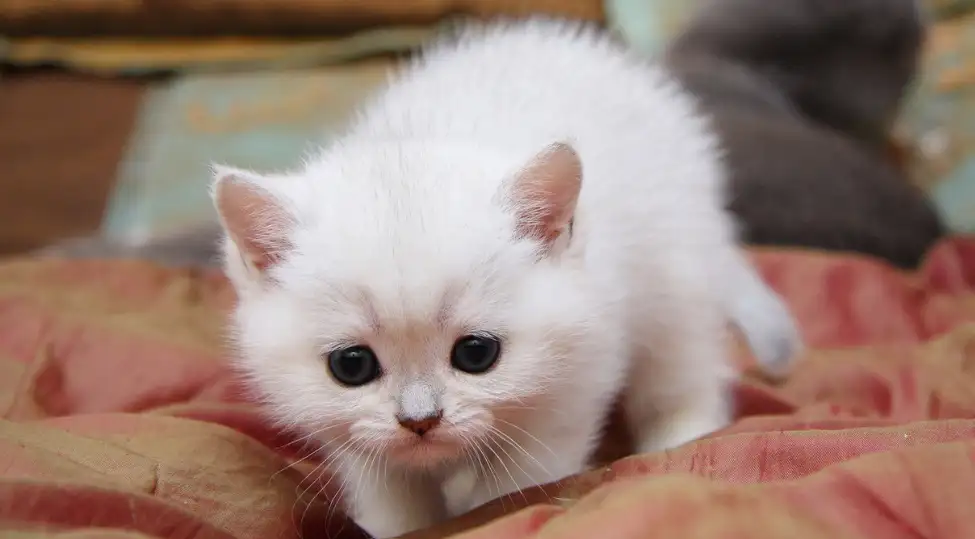 beyaz yavru kedi.webp