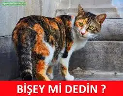 bişey mi dedin.webp
