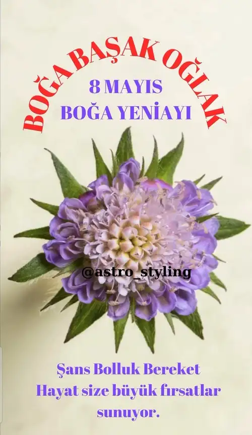 bo12 (1).webp