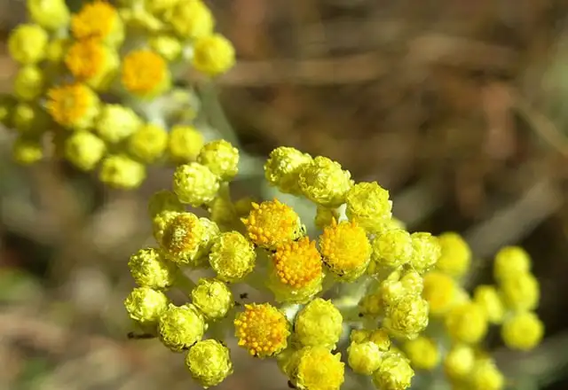 bobrek-tasini-doken-cay-tarifi-5575762.webp