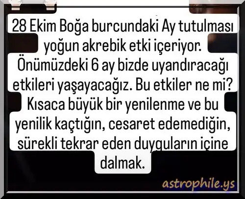 boğa28.webp