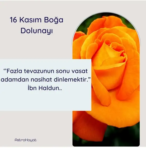 boğa4.webp