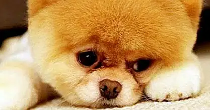 Boo-cutest-dog-ever-featured-image1.webp