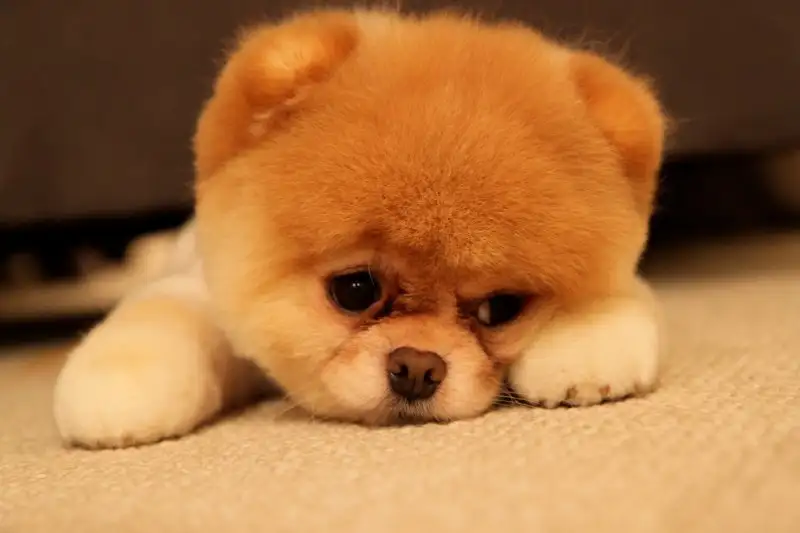 Boo-The-Dog-sad.webp