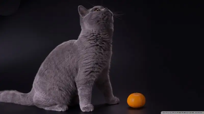 british_shorthair_blue-wallpaper-1024x576.webp