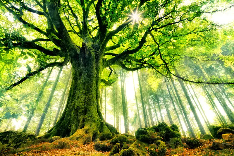 brocéliande-ormanı-fransa.webp
