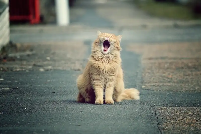 bruksel-yeni-bir-tanitim-stratejisi-belirledi-kedi-videosu.webp