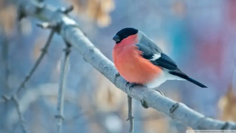 bullfinch_winter-wallpaper-1024x576.webp