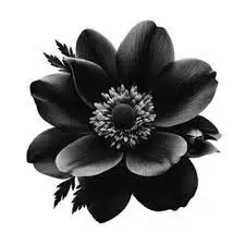 c.webp