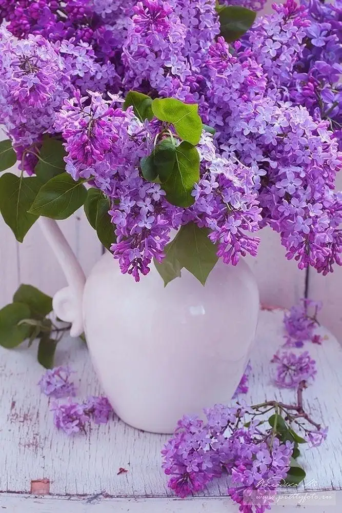 c1f67aeda3dc17b869c7f4f6a8c17656.webp