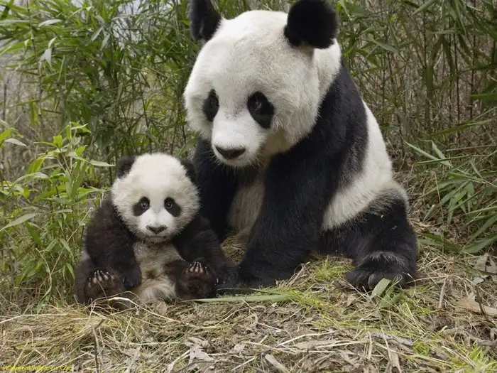 c3924e5e27134075a419ee2e09c518aa.jpg.700x0_q85_autocrop_crop-smart_upscale.webp