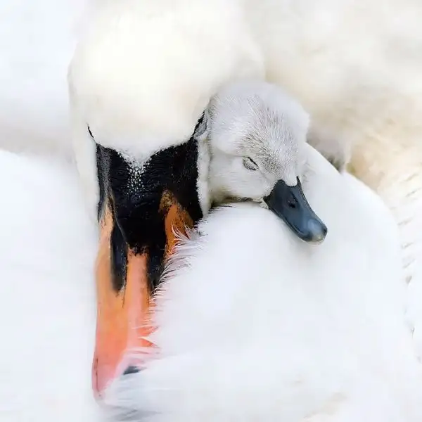 c83207ae1cc44e5fa9690aefbe6995bc.jpg.700x0_q85_autocrop_crop-smart_upscale.webp