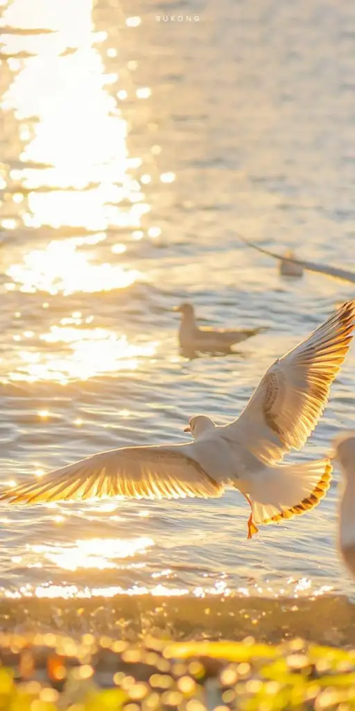 cab293694708f36a720ae6ba6c68ae1d.webp