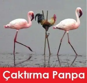 caktirma-panpa-300x285.jpg