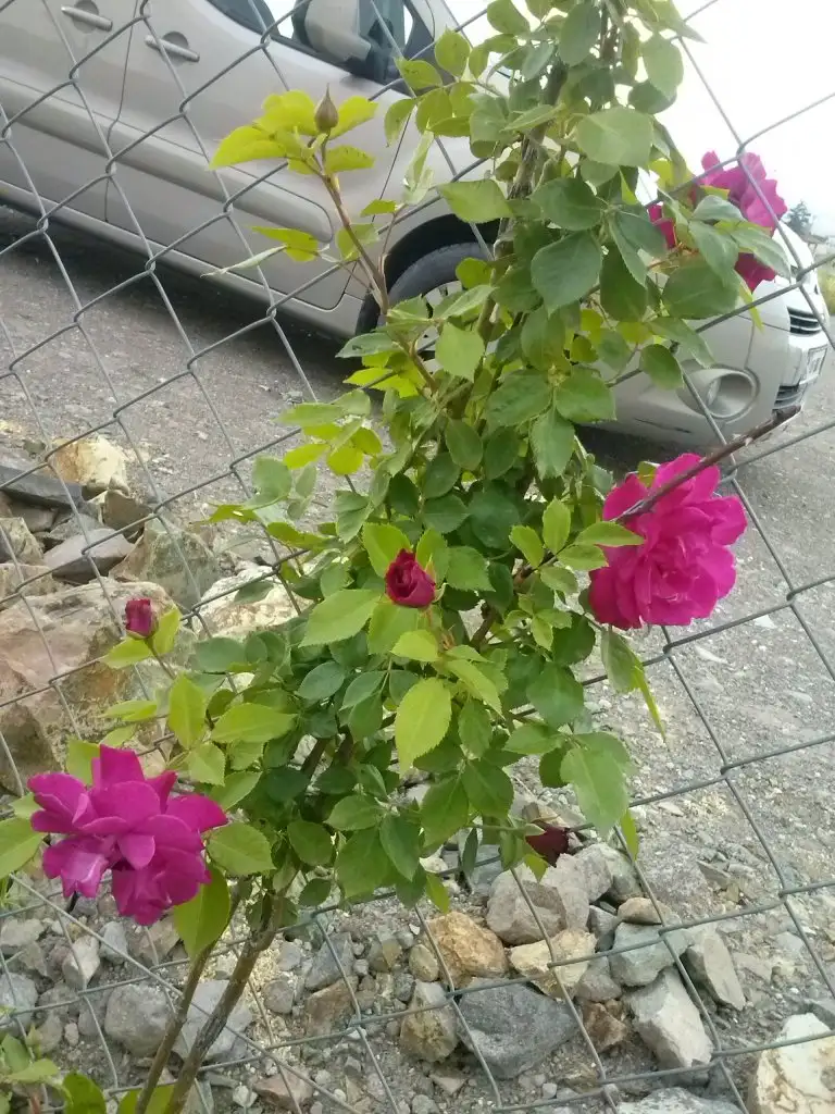 CAM00770.webp