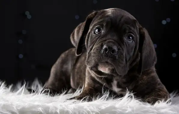 cane_corso.webp