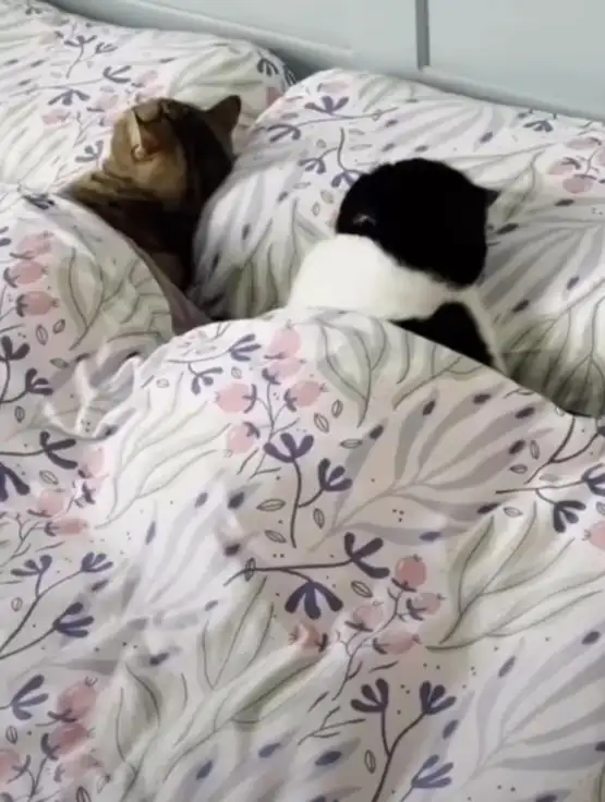 cat (1).webp