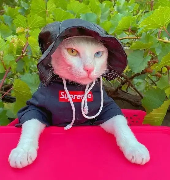 cat (3).webp
