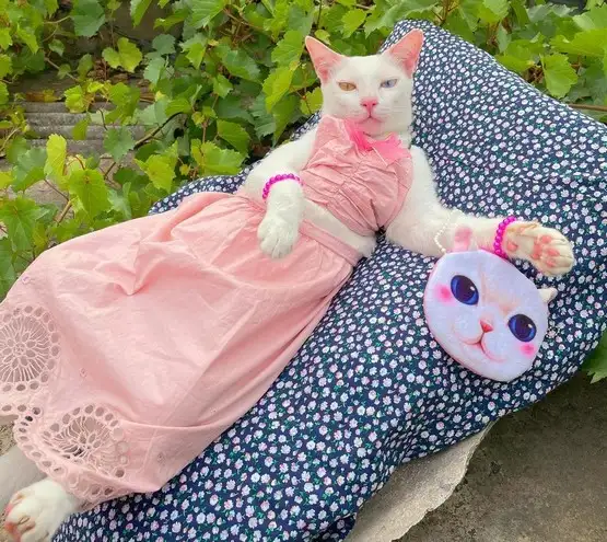 cat (5).webp