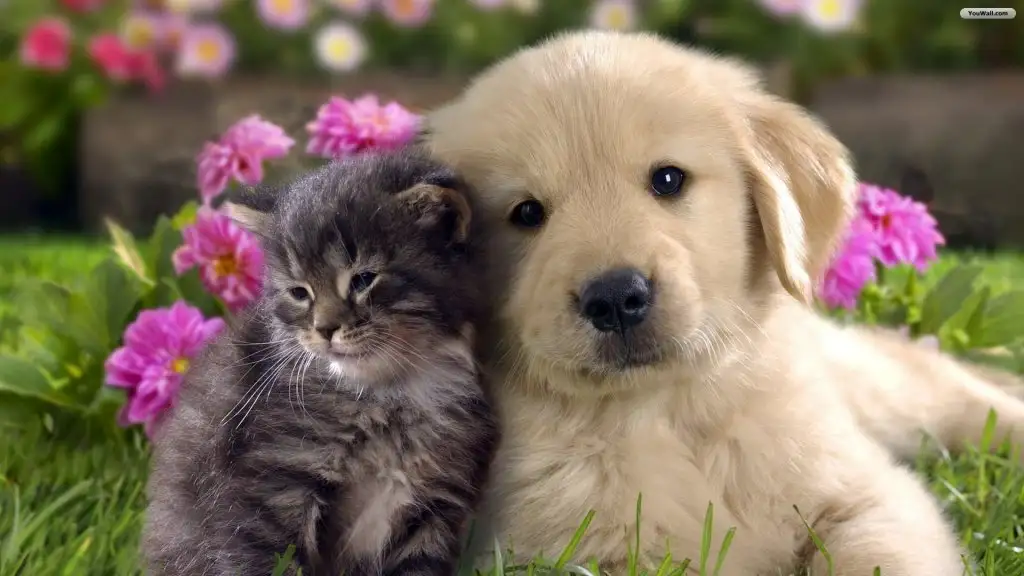 cat-and-dog-wallpaper.webp