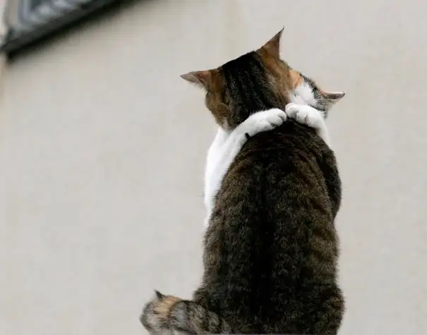 cat-couples-valentines-day-2__605.webp