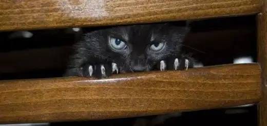 cat-hiding.webp